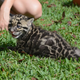 Illustration for article titled Clouded Leopard Toe Beans Are As Cute As Youd Expect